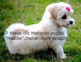 7 week old Maltipoo puppy